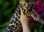 Leo - Bengal Kitten For Sale - Temecula, CA, US