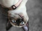 Frenchie - Siamese Kitten For Sale - Waupaca, WI, US