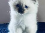 Flower Children - Ragdoll Kitten For Sale - 