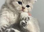 Mally - British Shorthair Kitten For Sale - Englewood, CO, US