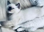 Anther - Ragdoll Kitten For Sale - Hancock, VT, US