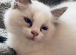 Mist - Ragdoll Kitten For Sale - 