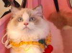 diana - Ragdoll Kitten For Sale - Irvine, CA, US