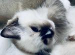 Pistil - Ragdoll Kitten For Sale - Hancock, VT, US