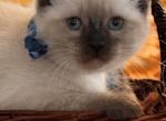 Babies - Siamese Kitten For Sale - Johnson City, NY, US