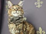 JadeA - Maine Coon Kitten For Sale - 