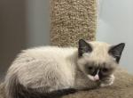 Snowshoe kitten - Snowshoe Kitten For Sale - East Longmeadow, MA, US