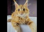 Foxx - Maine Coon Kitten For Sale - New York, NY, US