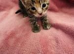 Misti - Domestic Kitten For Sale - 