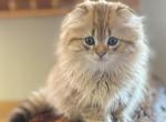 Sequim Ginger - Scottish Fold Kitten For Sale - Sequim, WA, US