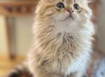 Sequim Ginger - Scottish Fold Kitten For Sale - Sequim, WA, US