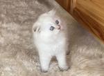 Sequim Jerry - Scottish Fold Kitten For Sale - Sequim, WA, US