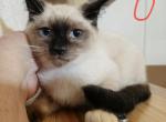 Snowshoe Balinese Siamese 1 M - Siamese Kitten For Sale - NY, US