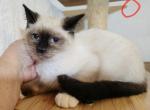 Balinese SnowShoe 1 Male - Balinese Kitten For Sale - NY, US