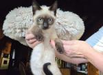 Siamese - Siamese Kitten For Sale - Hanover, MD, US