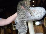 Bobtail - American Bobtail Kitten For Sale - 