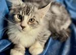 Polina - Maine Coon Kitten For Sale - Brooklyn, NY, US