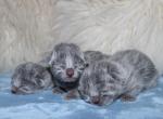 Russian Blue Christmas Kittens - Russian Blue Kitten For Sale - Springfield, OH, US