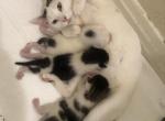 Mello & Polars kitty - Turkish Van Kitten For Sale - Santa Clarita, CA, US