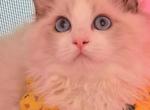 lilydale - Ragdoll Kitten For Sale - Irvine, CA, US