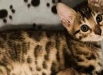 Bengal Twins - Bengal Kitten For Sale - 