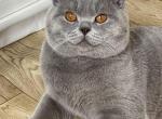 Otto von Shmidt - British Shorthair Cat For Sale - Cincinnati, OH, US