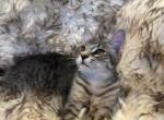 American bobtail - American Bobtail Kitten For Sale - Agawam, MA, US