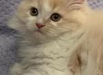 ADORABLE CREAM & WHITE PERSIAN KITTEN - Persian Kitten For Sale - Cleveland, OH, US