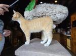 Bobtail - American Bobtail Kitten For Sale - Hanover, MD, US