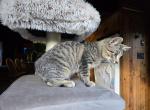 Bobtail kittens very friendly cats - American Bobtail Kitten For Sale - Hanover, MD, US