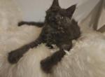 Mufassa - Maine Coon Kitten For Sale - 