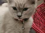 Roar - Ragdoll Kitten For Sale - Fountain, CO, US