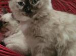 Right Eye - Ragdoll Kitten For Sale - Fountain, CO, US