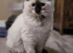 Rosemary - Ragdoll Kitten For Sale - 