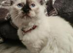 Parsley - Ragdoll Kitten For Sale - Fountain, CO, US