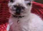 Moo - Ragdoll Kitten For Sale - Fountain, CO, US