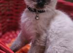 Moo - Ragdoll Kitten For Sale - 