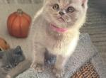 Stella - British Shorthair Kitten For Sale - New York, NY, US