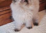 roxy - Himalayan Kitten For Sale - 