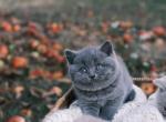 Chloe - British Shorthair Kitten For Sale - 