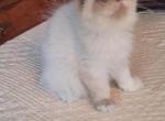 foxy - Himalayan Kitten For Sale - 