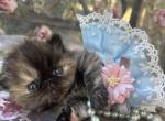 Lollipop - Persian Kitten For Sale - Austin, TX, US