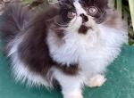 Beljapur cattery Athos - Persian Kitten For Sale - 