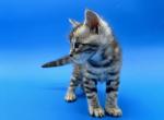 Bengal Maine coon Pokémon litter - Bengal Kitten For Sale - Helena, MT, US