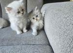 Siberian british shorthair - British Shorthair Kitten For Sale - Westfield, MA, US