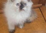 lyla - Himalayan Kitten For Sale - 