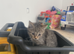 Domestic kitten - Domestic Kitten For Sale - 