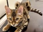 Simba - Bengal Kitten For Sale - Roseville, CA, US