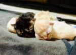 Frozen - Persian Kitten For Sale - Columbia, TN, US