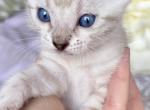 ROSA - Bengal Kitten For Sale - 